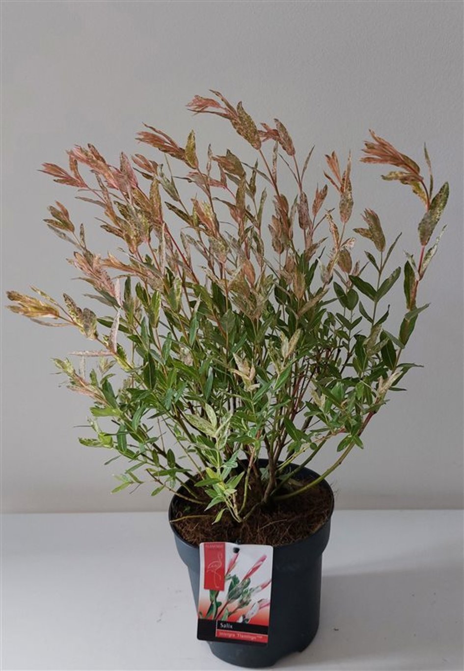 Salix integra 'Flamingo' - C2 30-40 CM